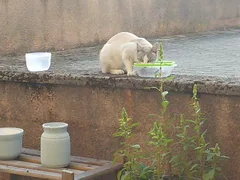 Chat trouvé Croisé