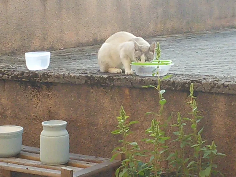 Chat trouvé