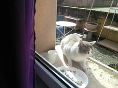 Chat trouvé Croisé