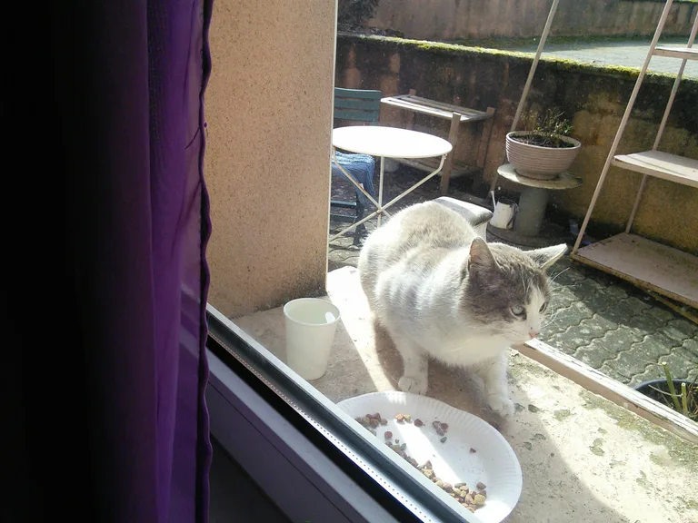 Chat trouvé