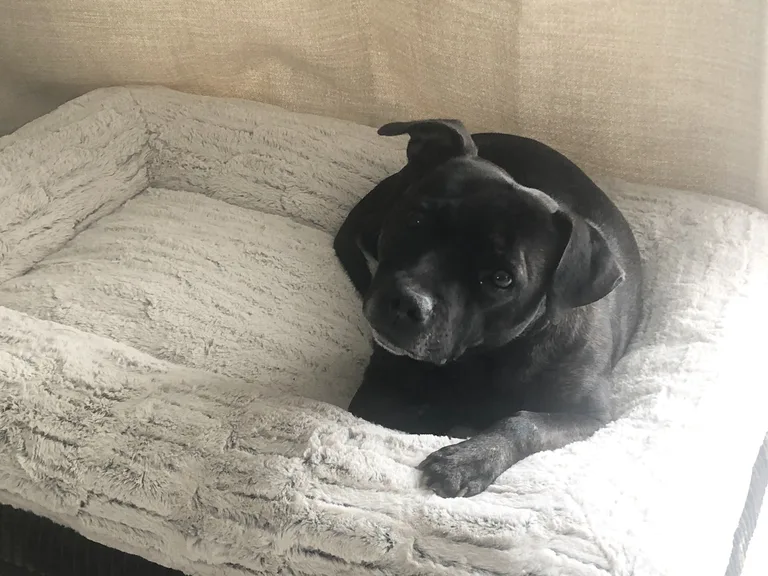 Louna