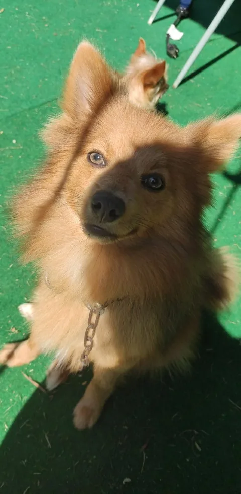 Naya