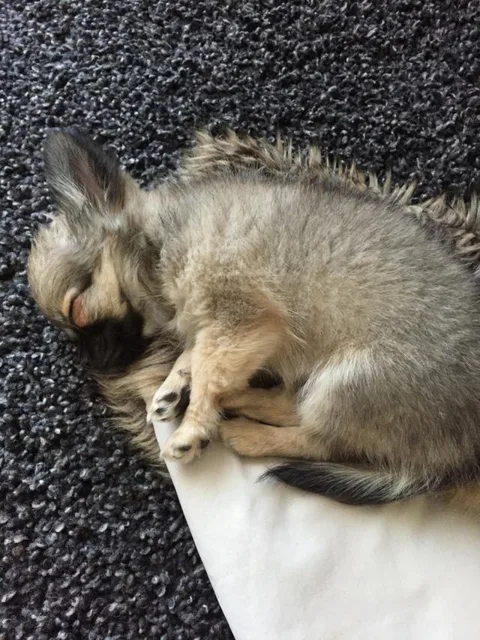 caramel