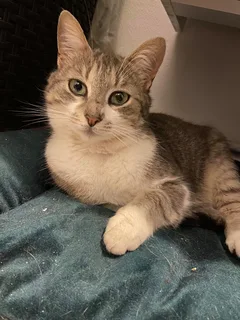 Chat trouvé Européen