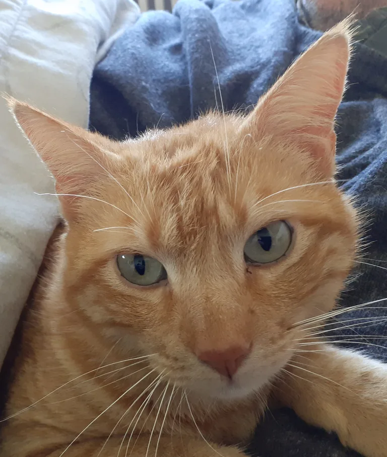 Anatole