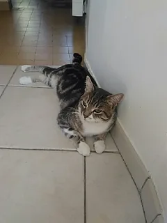 Chat perdu Européen