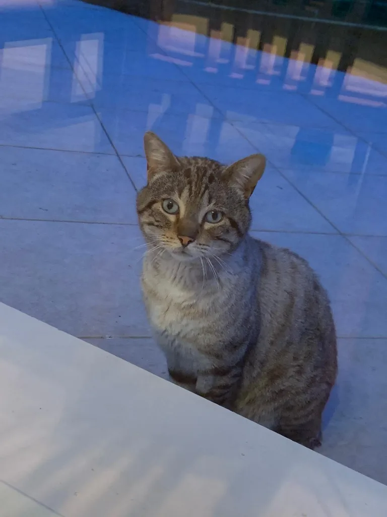 Chat trouvé