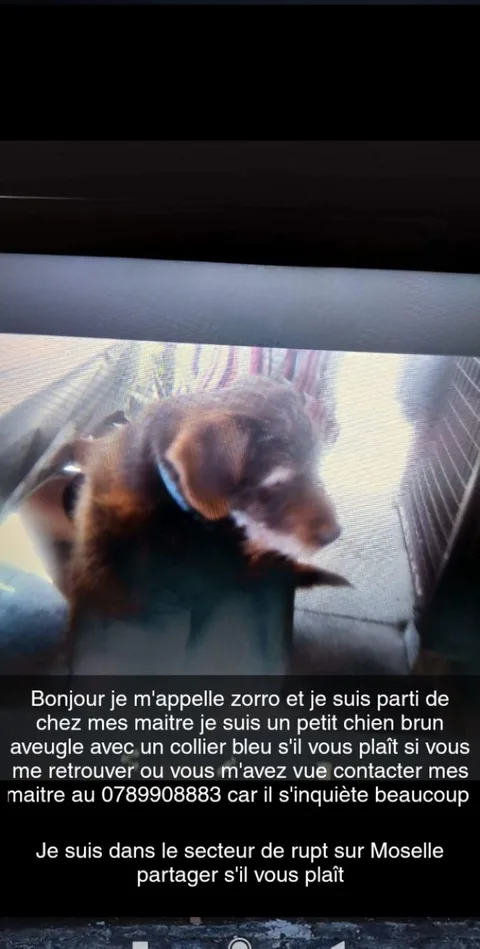 Zorro