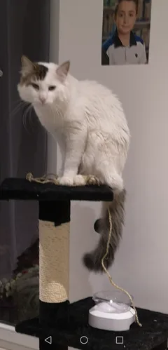 Chat perdu Chat des Forêts Norvégiennes