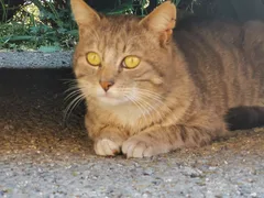Chat trouvé Croisé