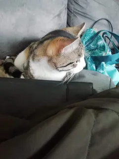Chat perdu Chat Tigre