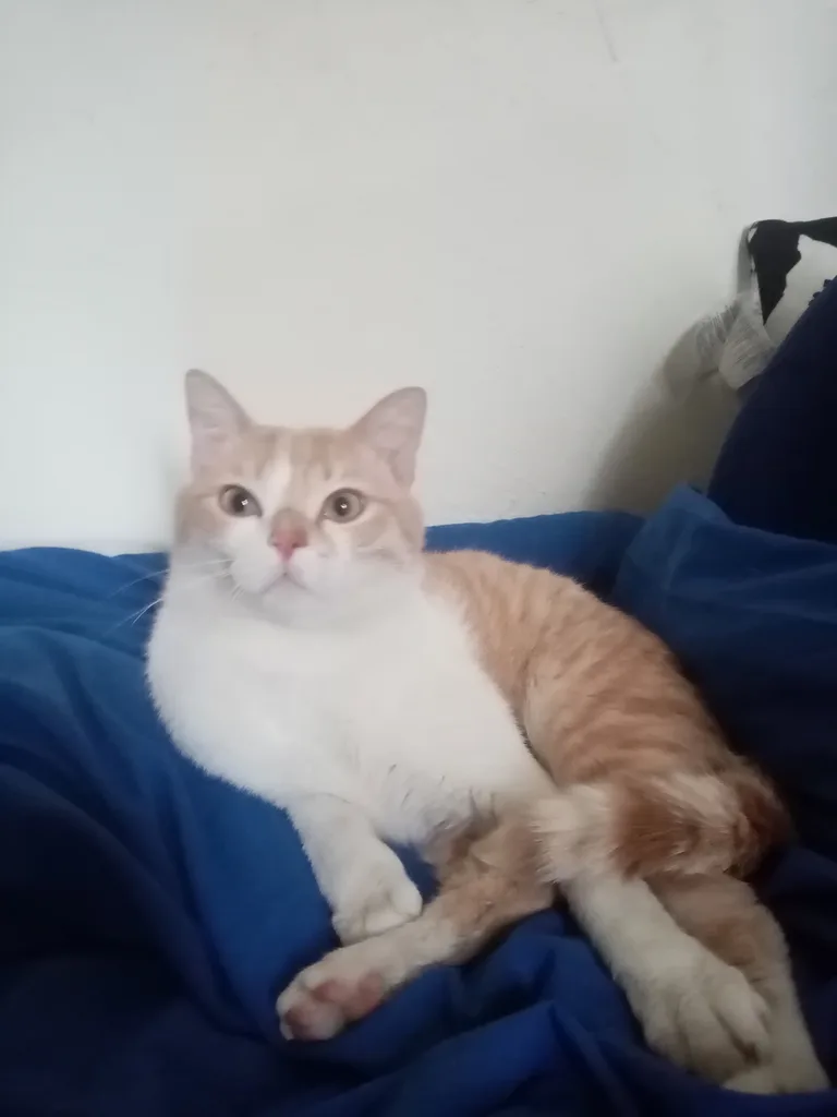 Chat trouvé