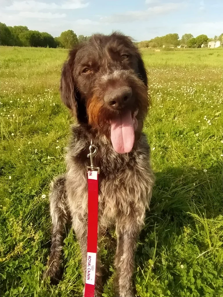 Chien trouvé
