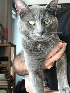 Chat trouvé Européen