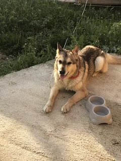Chien trouvé Husky Sibérien