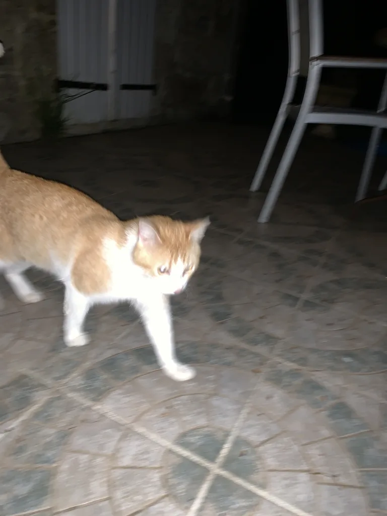 Chat trouvé
