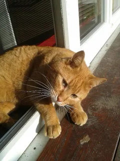 Chat perdu Européen