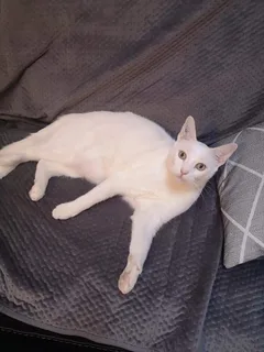Chat perdu Européen