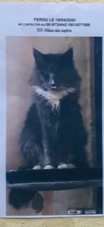 Chat perdu Maine Coon