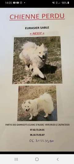 Chien perdu Eurasier