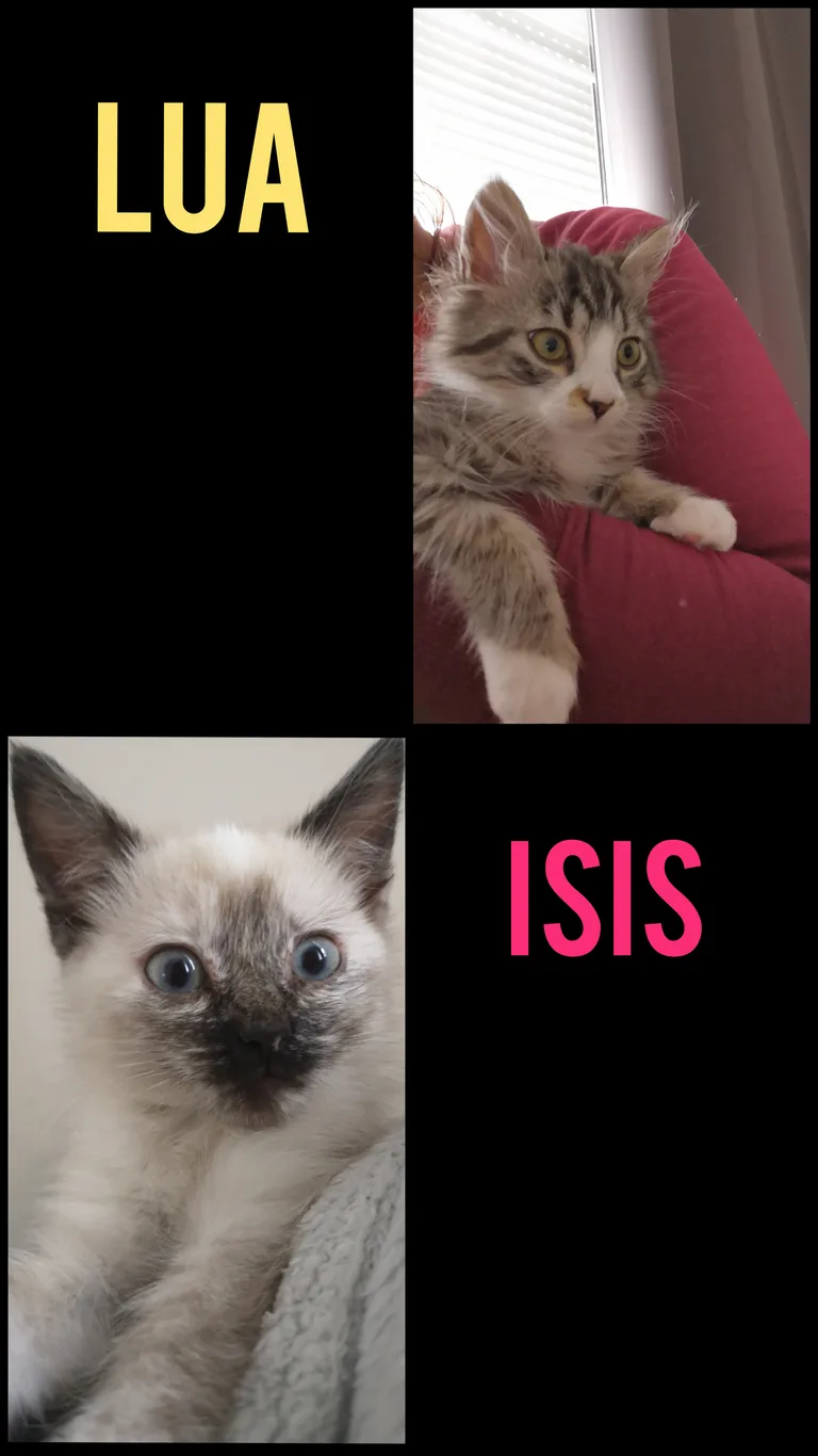 Isis