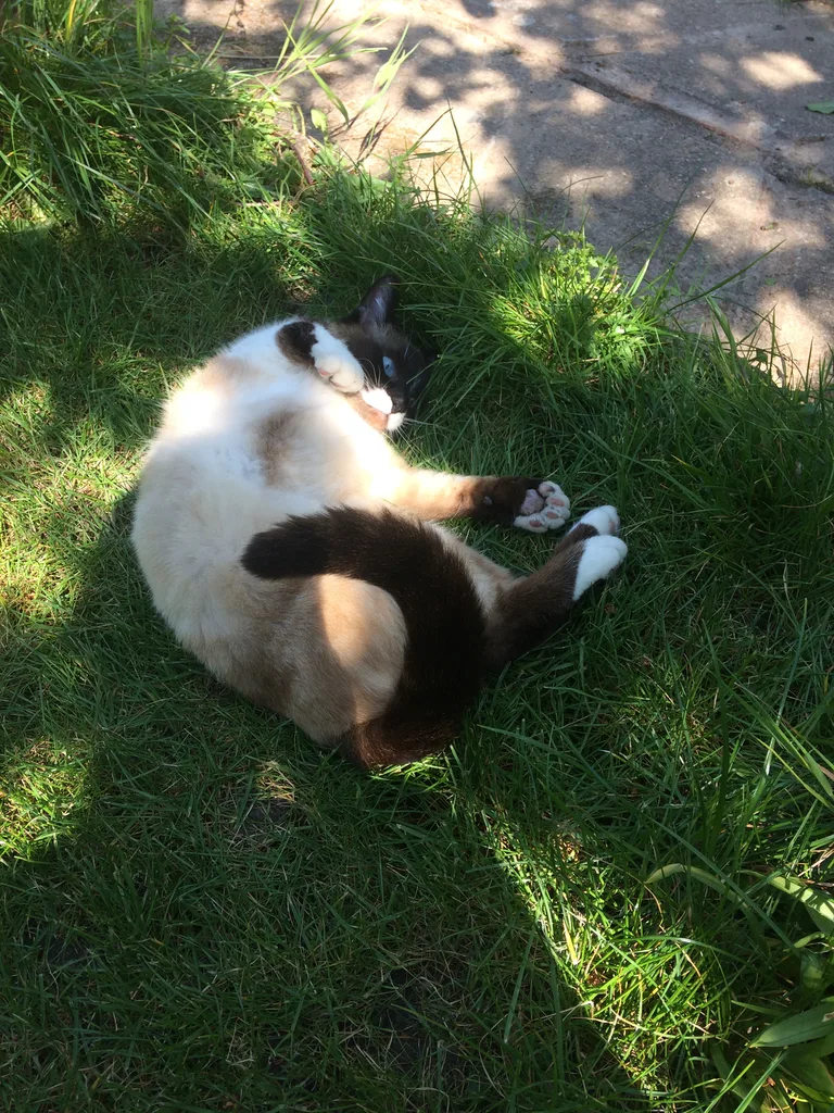 Chat trouvé
