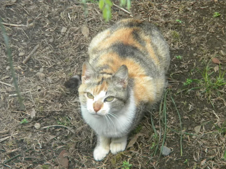 Chat trouvé