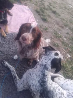 Chien perdu Epagneul Breton