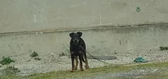 Chien perdu Beauceron