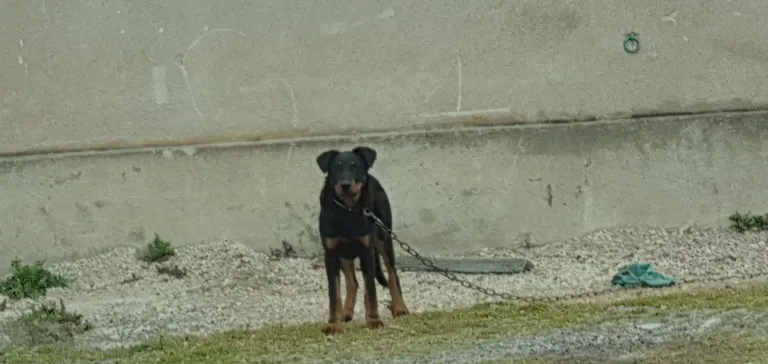 pupuce