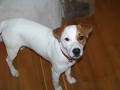Chien perdu Jack-Russell-Terrier