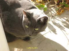 Chat perdu Européen