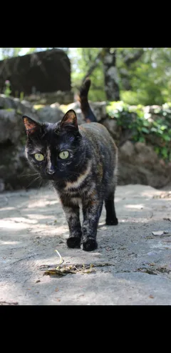 Chat perdu Sans race particulière