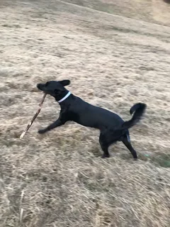 Chien perdu Labrador-Retriever