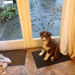 Chien perdu Berger Australien