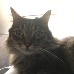 Chat perdu Européen
