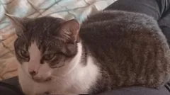 Chat perdu Européen