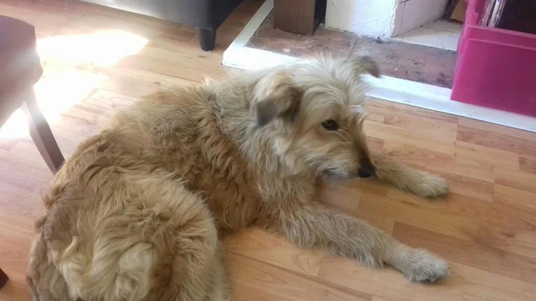 Chien trouvé