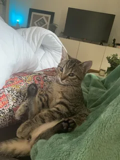 Chat perdu Chat de Cafrerie