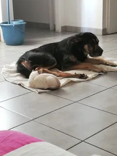Chien perdu Beauceron