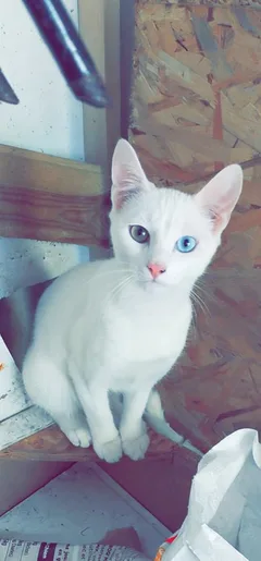 Chat perdu Européen