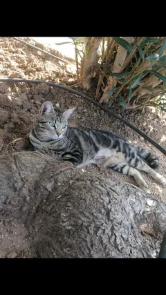 Chat perdu Européen
