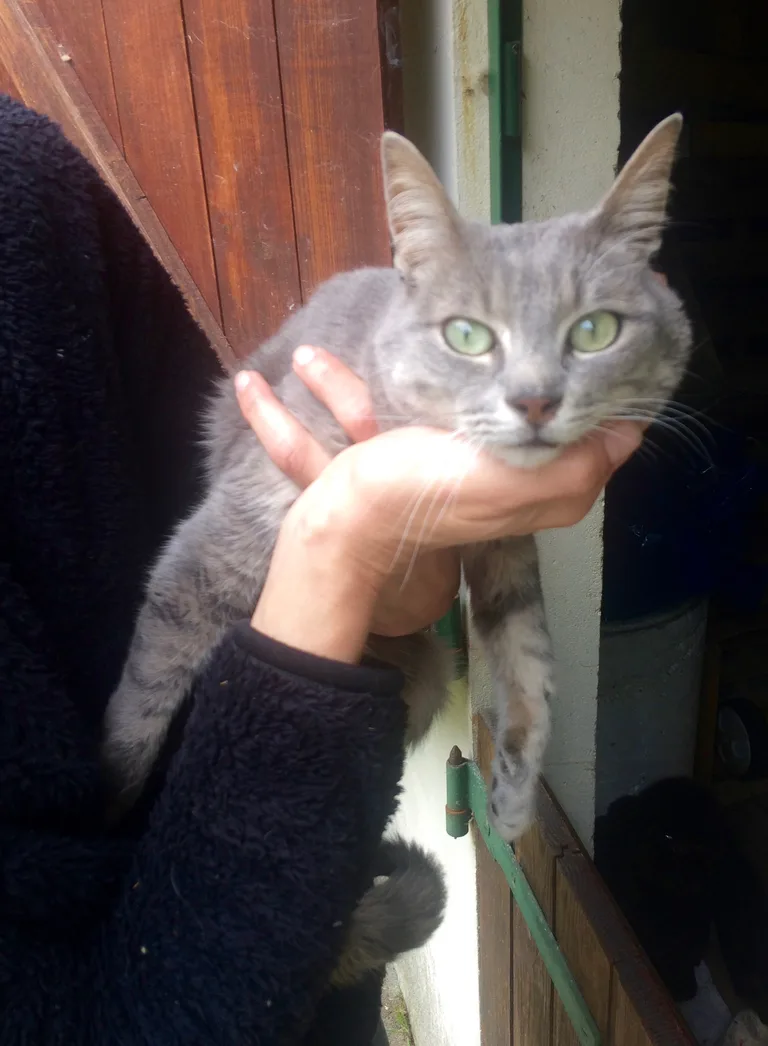 Chat trouvé