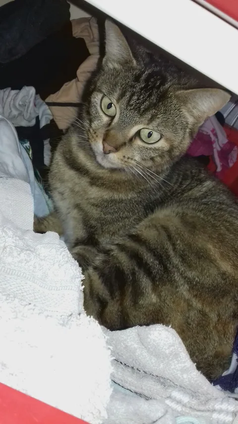 Frisquette