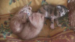 Chat perdu Européen