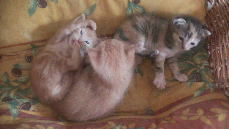 Noisette