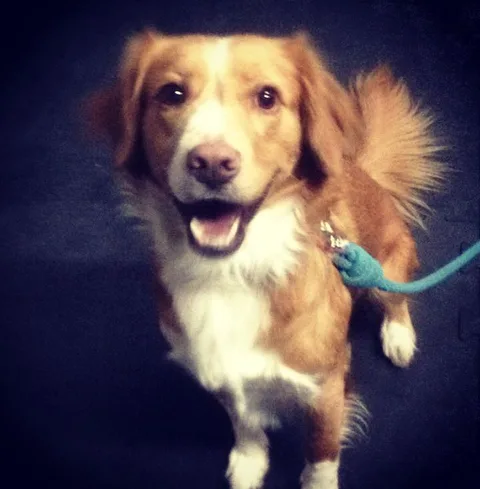 COLLIE