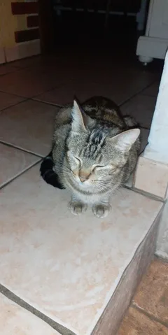 Chat perdu Chat Tigre