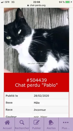 Chat perdu Européen
