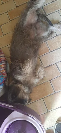 Chien trouvé Teckel